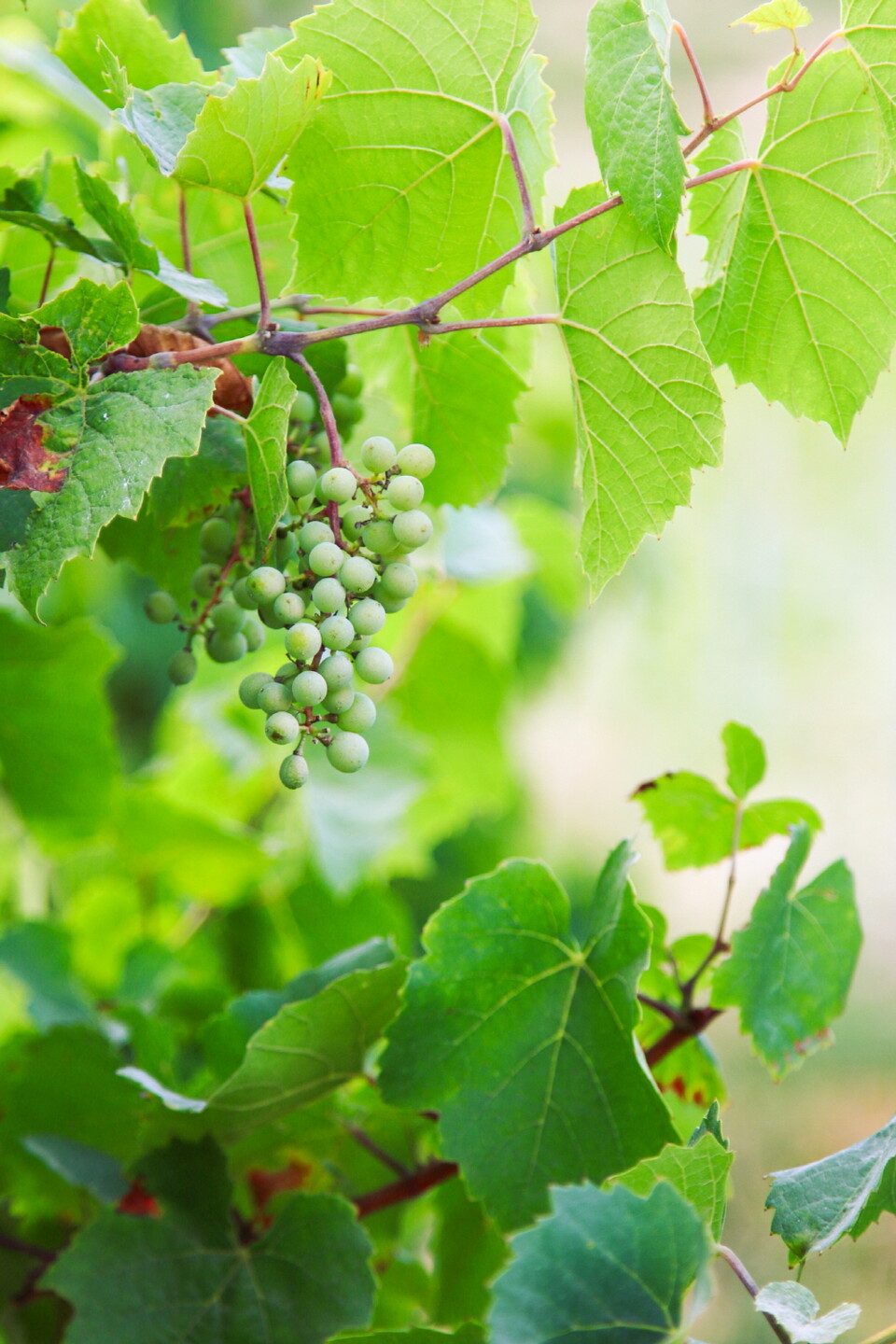 샤토 드 라 셰이즈는 가메 품종으로 와인을 만든다. 최근에는 샤도네이 포도도 수확하기 시작했다