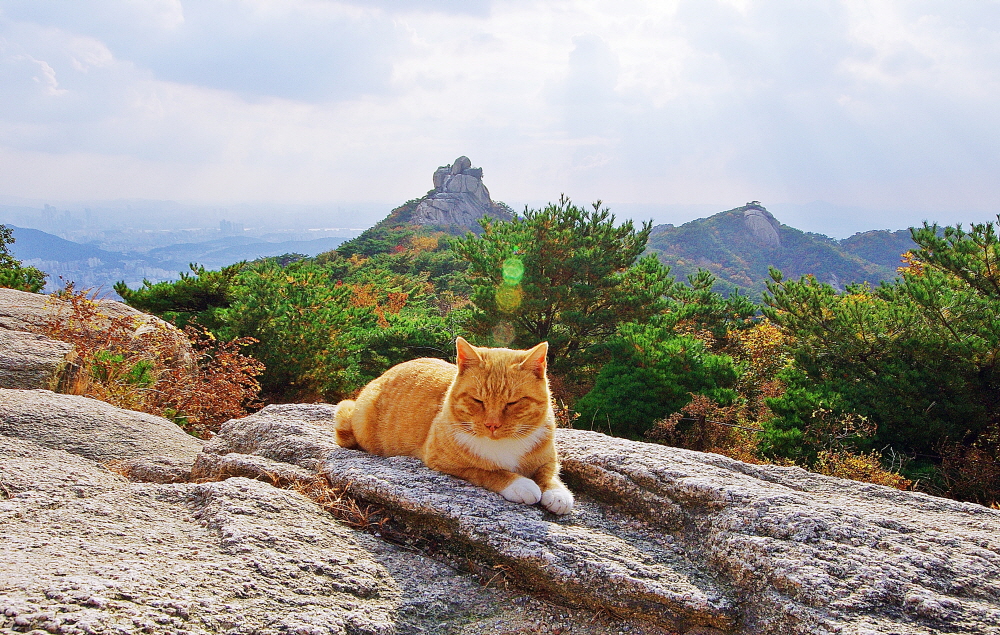 사모바위 옆 너른 바위에서 만난 고양이