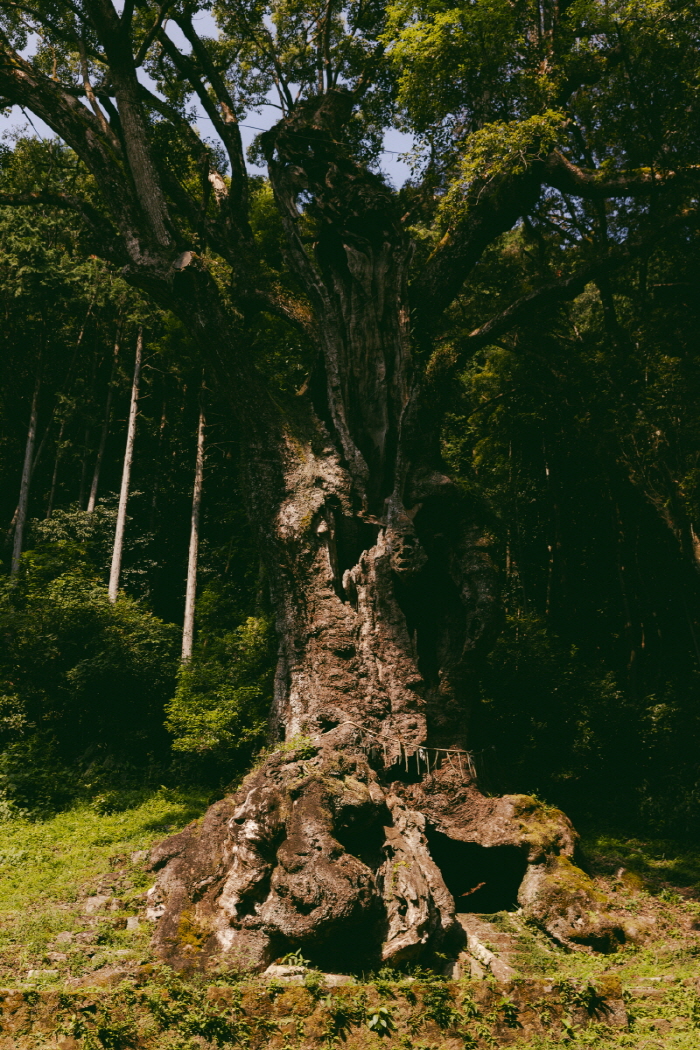 다케오신사에 있는 3000년 녹나무