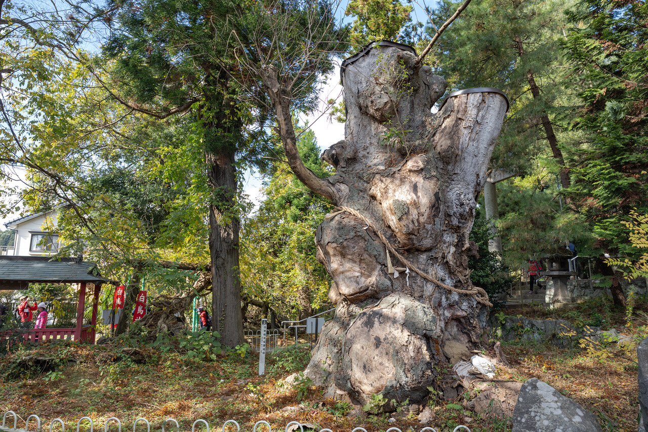 압도적 풍채에 신령한 기운마저 느껴지는 시라토리 신사의 느티나무