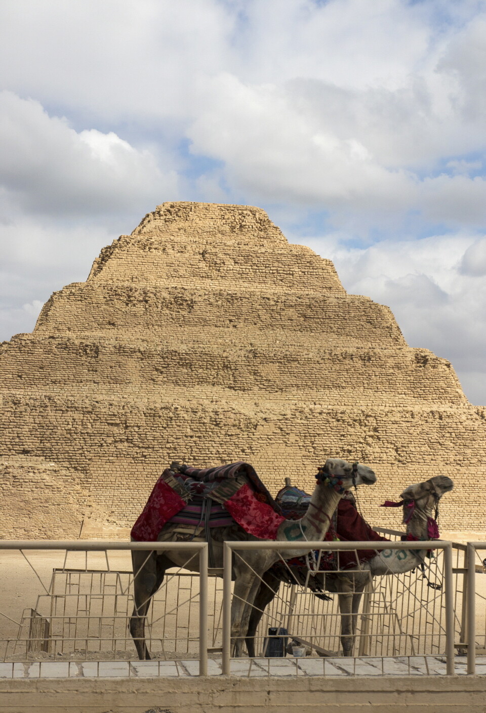 피라미드 주변엔 항상 낙타가 있다