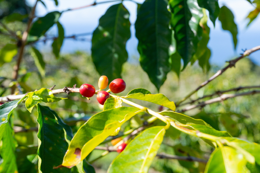 커피 수확 시즌은 8월부터 12월까지다