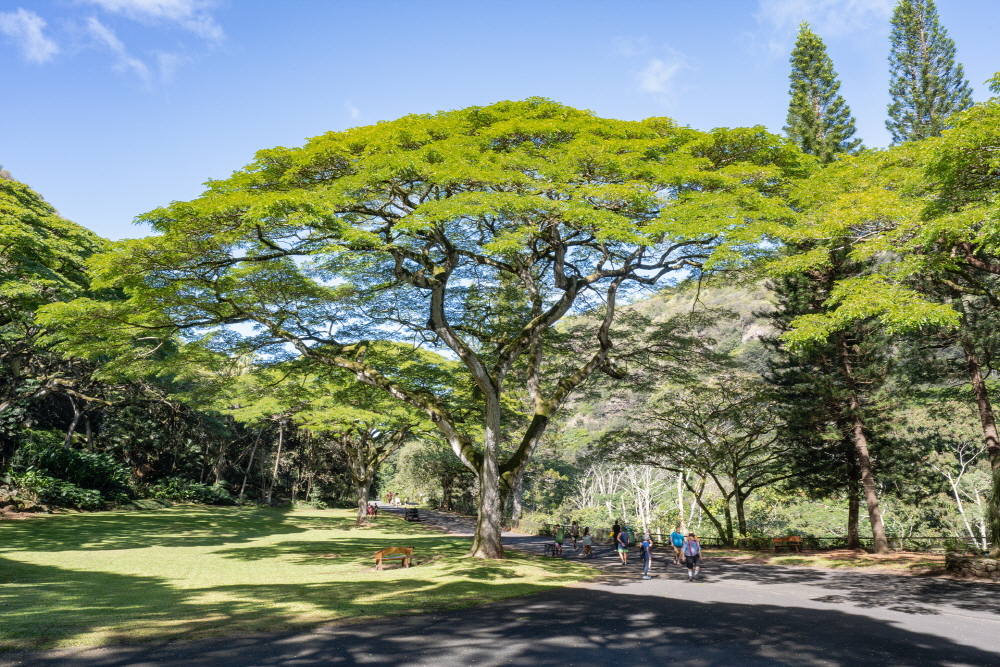 하와이 정신과 전통의 안식처 역할을 하고 있는 와이메아 밸리 2