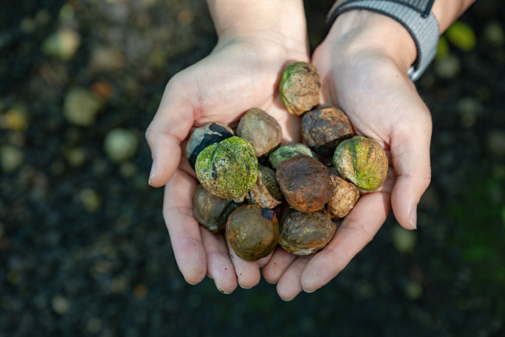 캔들넛, 레이의 재료로 쓰이는 하와이 토종 쿠쿠이넛 열매