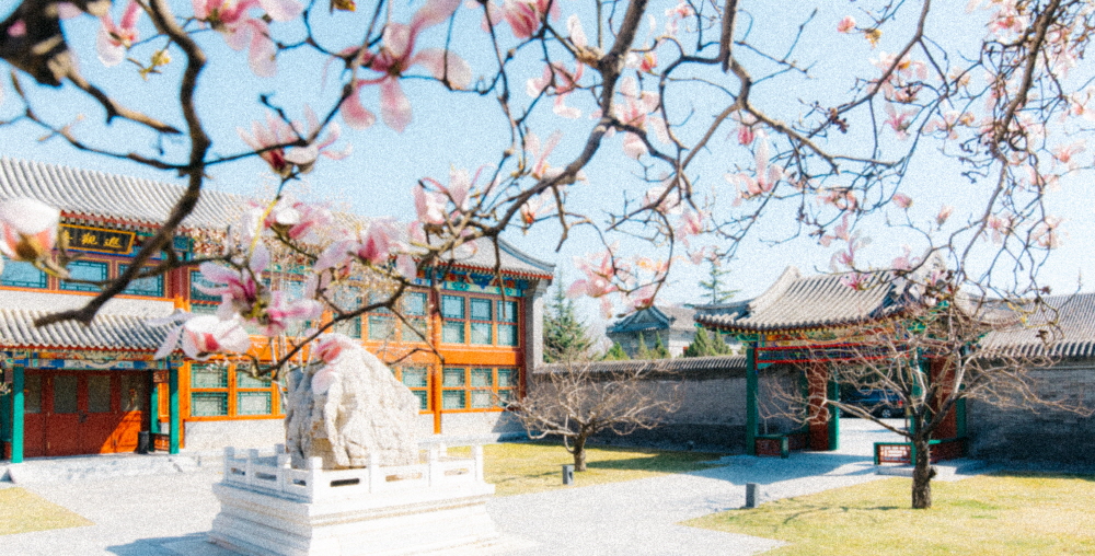 목련이 핀 봄의 이화원. 까치가 꽃잎을 물어 간다