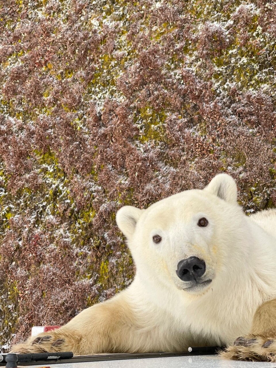 처칠 북극곰 Travel Manitoba