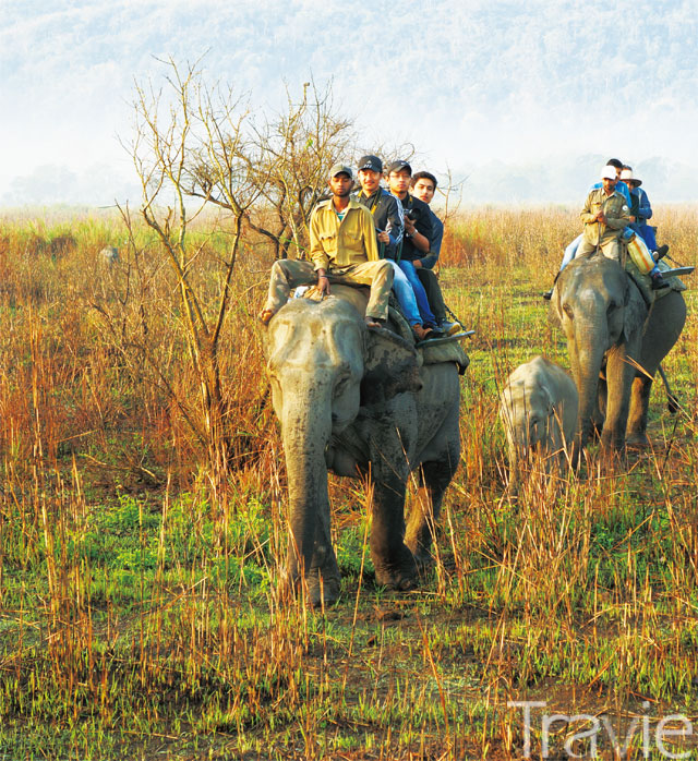 코끼리 Kamla의 충성심과 헌신에 관한 감동적인 이야기 코끼리 Kamla의 충성심과 헌신에 관한 감동적인 이야기